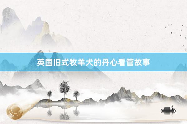 英国旧式牧羊犬的丹心看管故事